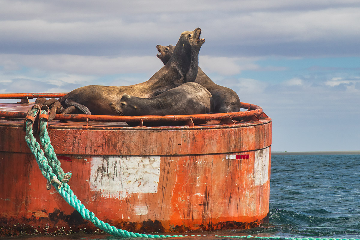 sea lions near Guerrero Negro, Baja California Sur, Mexico.