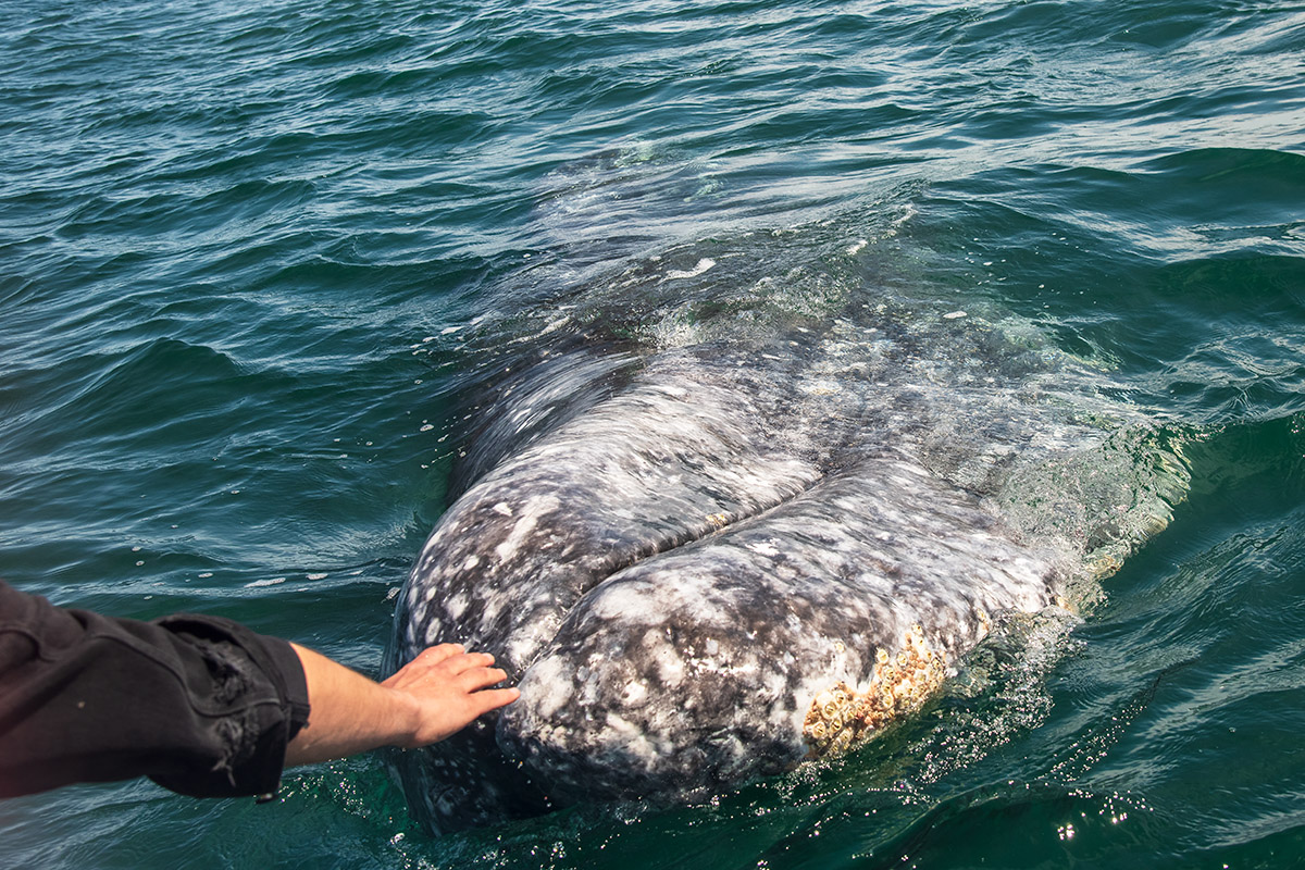 Gray whale, Baja California Sur, Mexico.