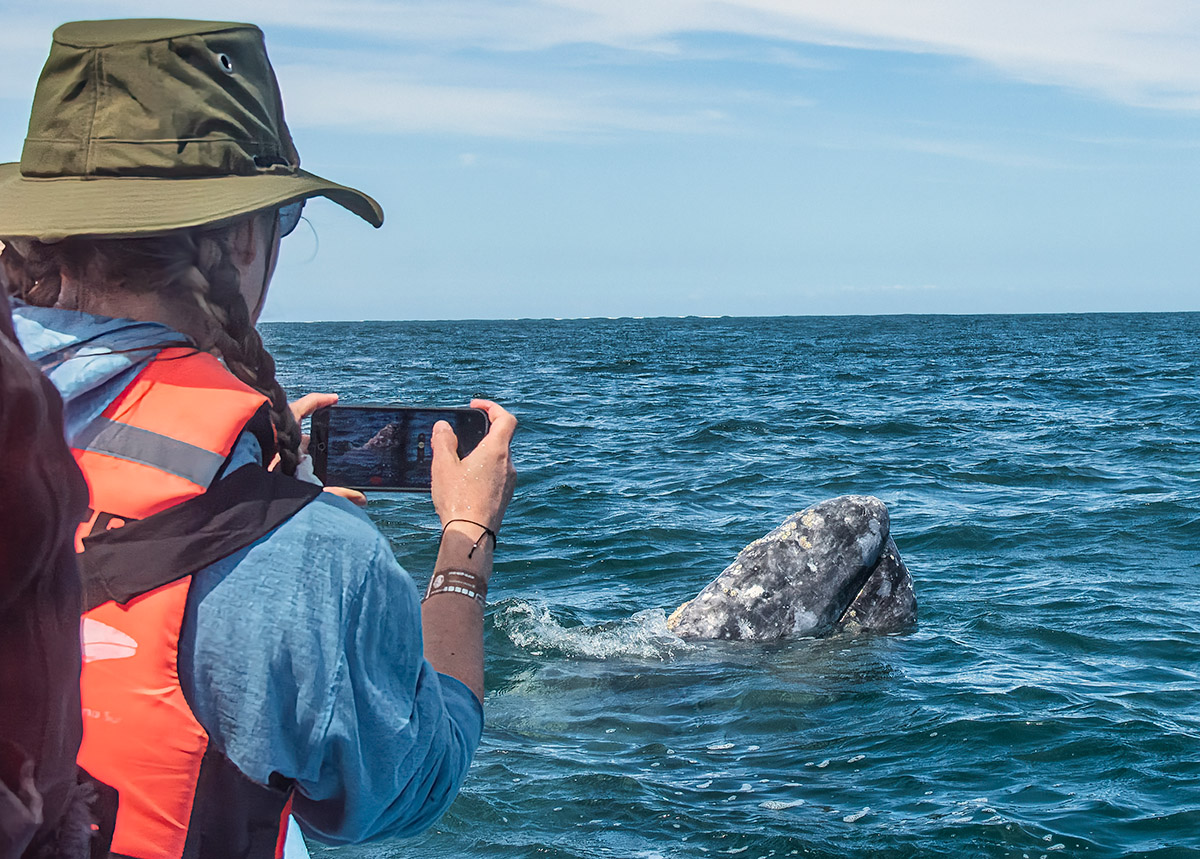Whalewatching, Baja California Sur, Mexico.