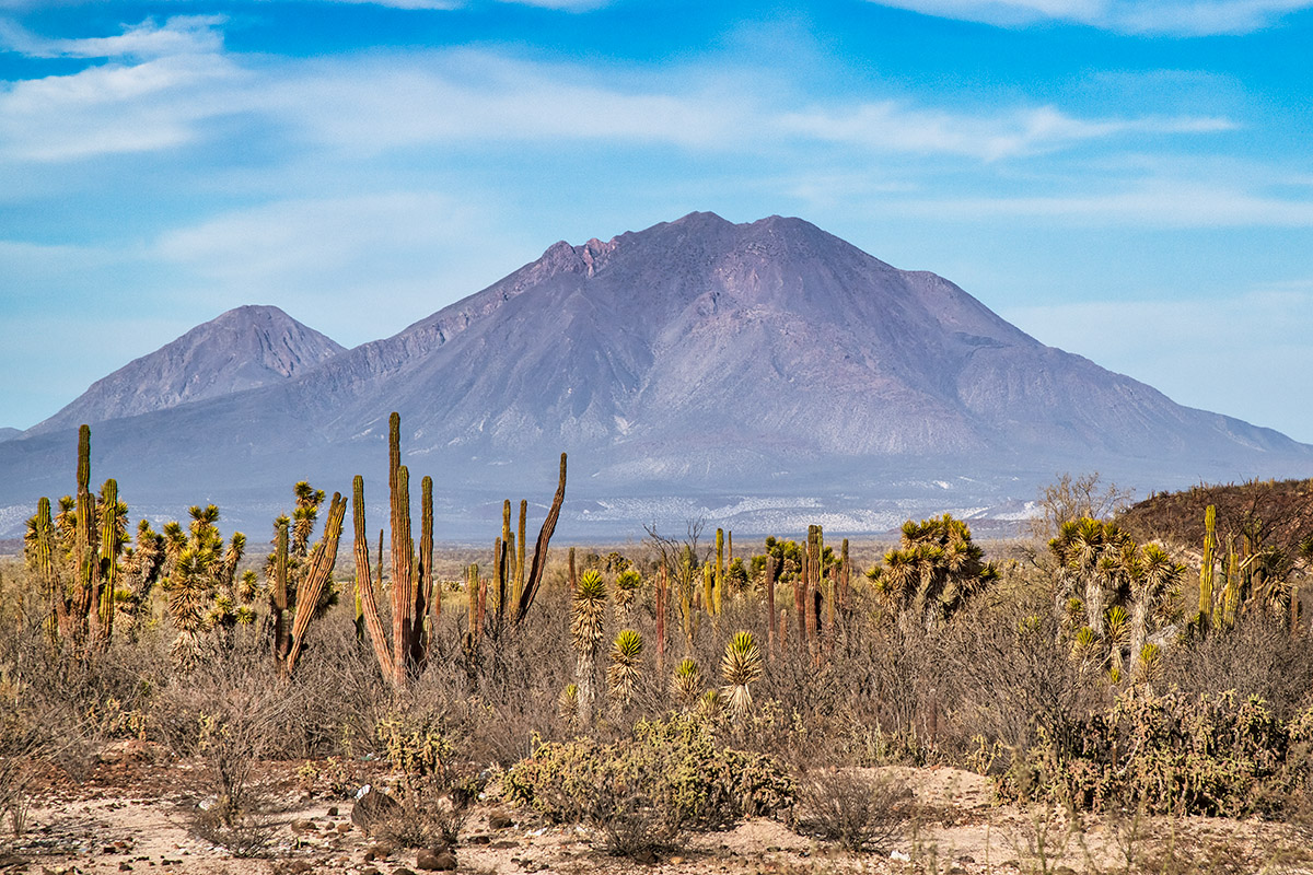 Desert, Baja California Sur, Mexico