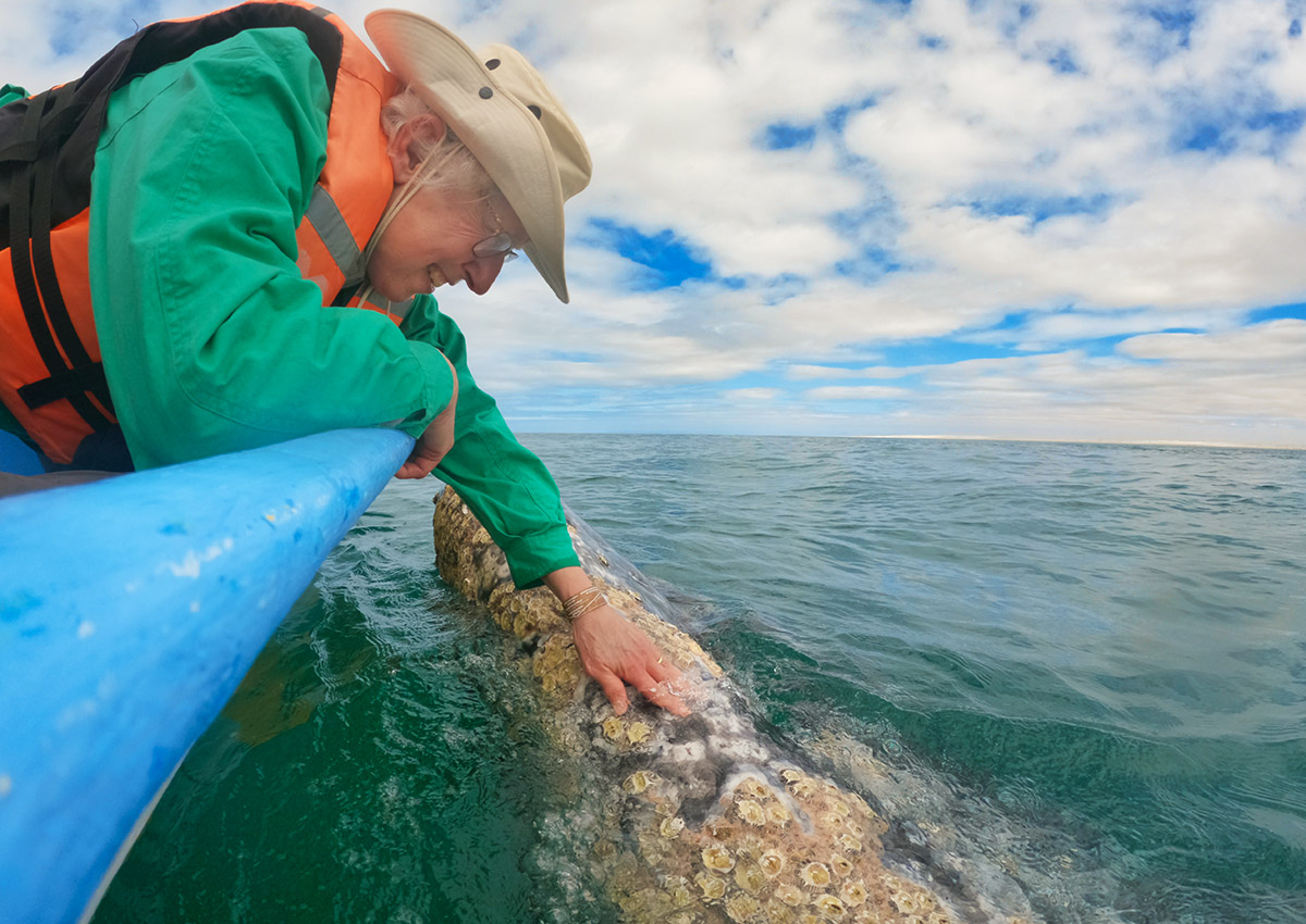 Touching gray whale, Baja California Sur, Mexico.