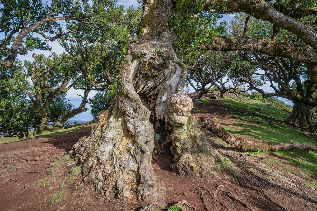 Fanal Forest, Madeira, Portugal