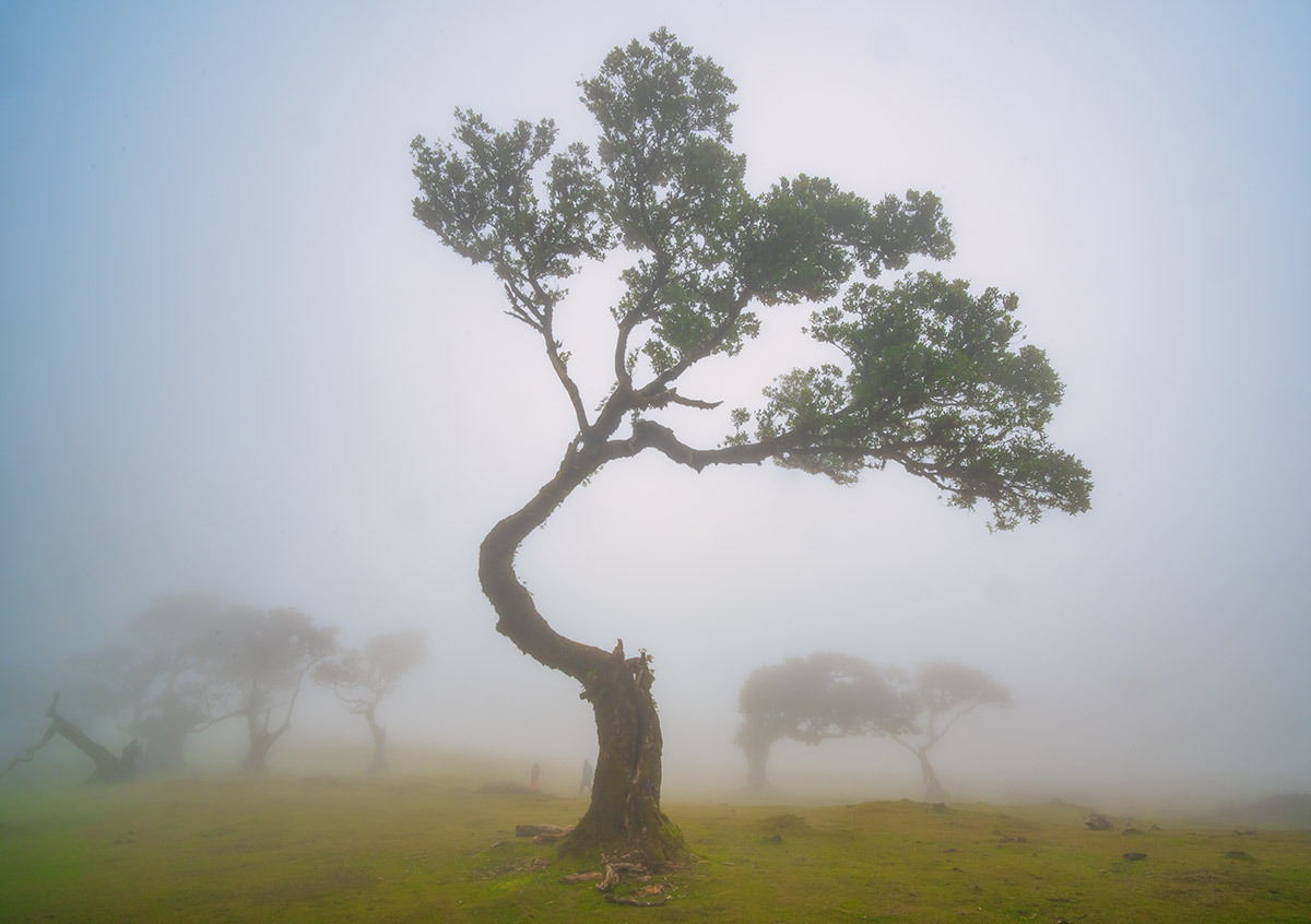 Fanal Forest, Madeira, Portugal