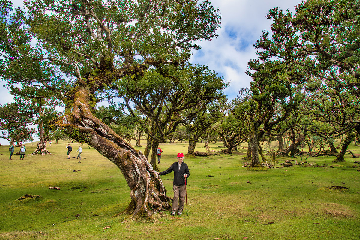 Fanal Forest, Madeira, Portugal