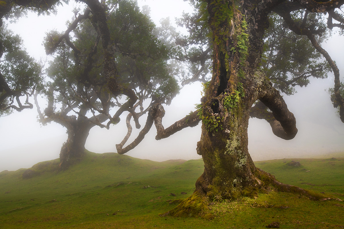 Fanal Forest, Madeira, Portugal