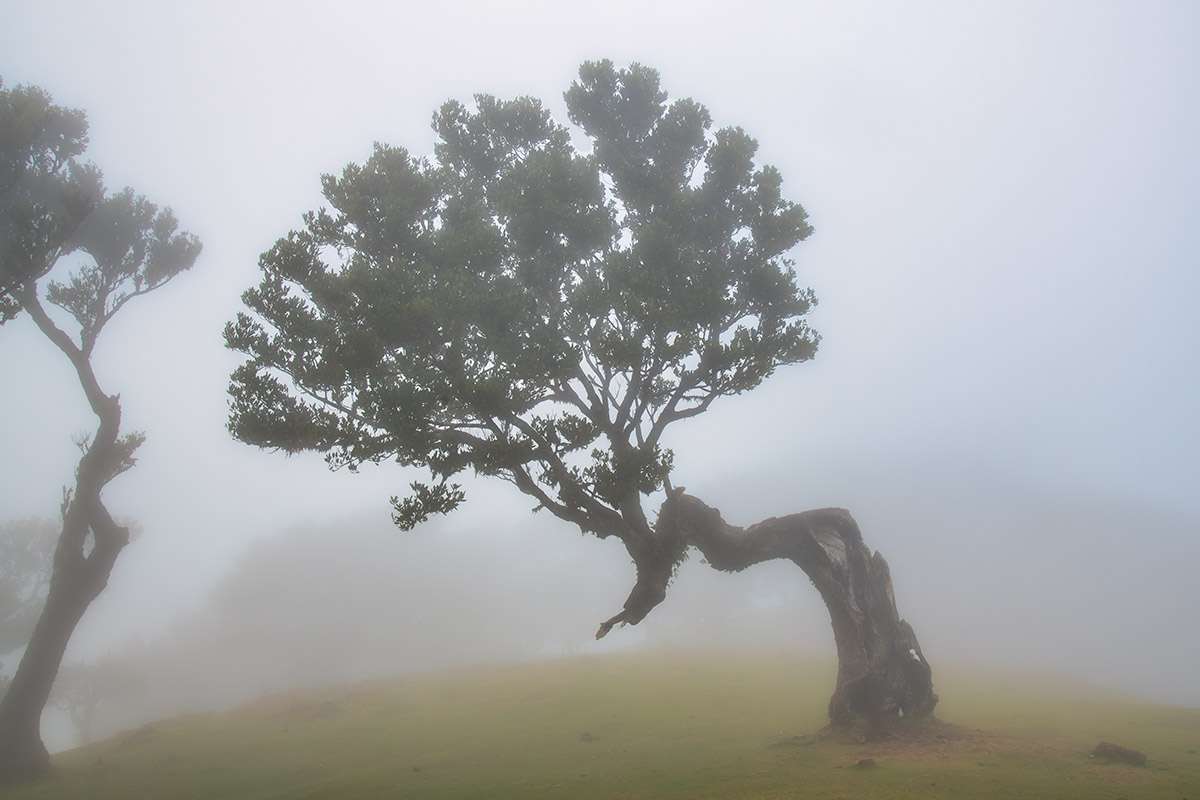 Fanal Forest, Madeira, Portugal
