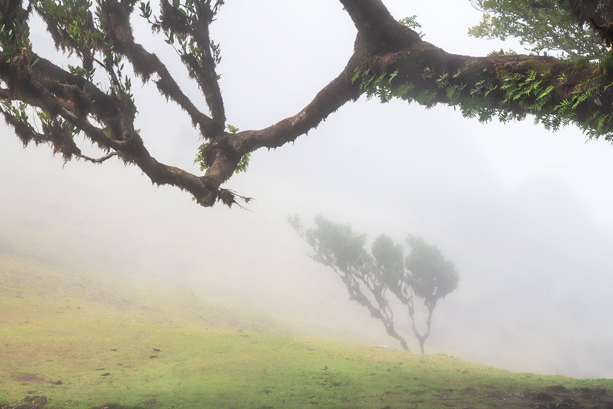 Fanal Forest, Madeira, Portugal