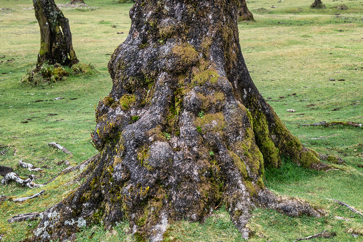 Fanal Forest, Madeira, Portugal