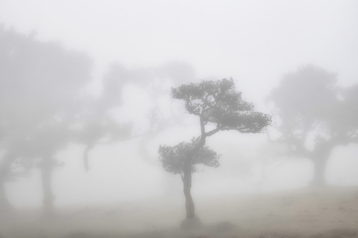 Fanal Forest, Madeira, Portugal