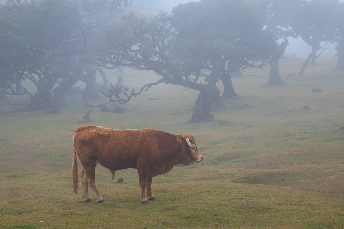 Fanal Forest, Madeira, Portugal