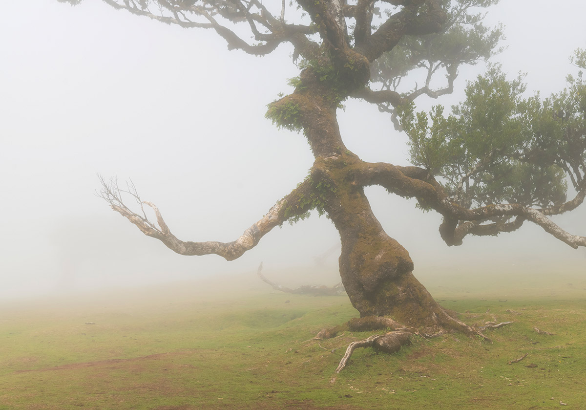 The Witch, Fanal Forest, Madeira, Portugal