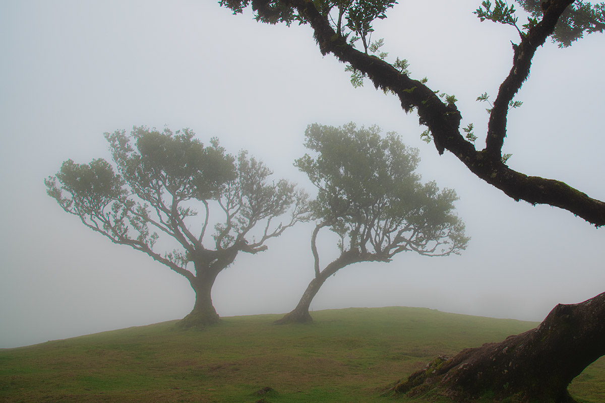 Fanal Forest, Madeira, Portugal