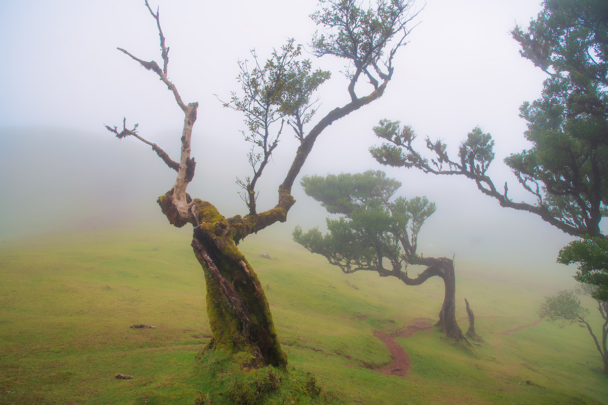Fanal Forest, Madeira, Portugal