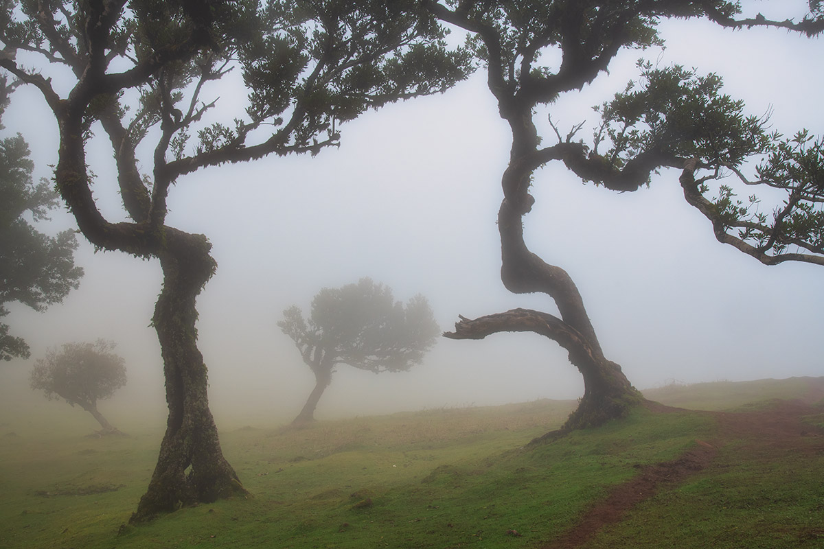 Fanal Forest, Madeira, Portugal