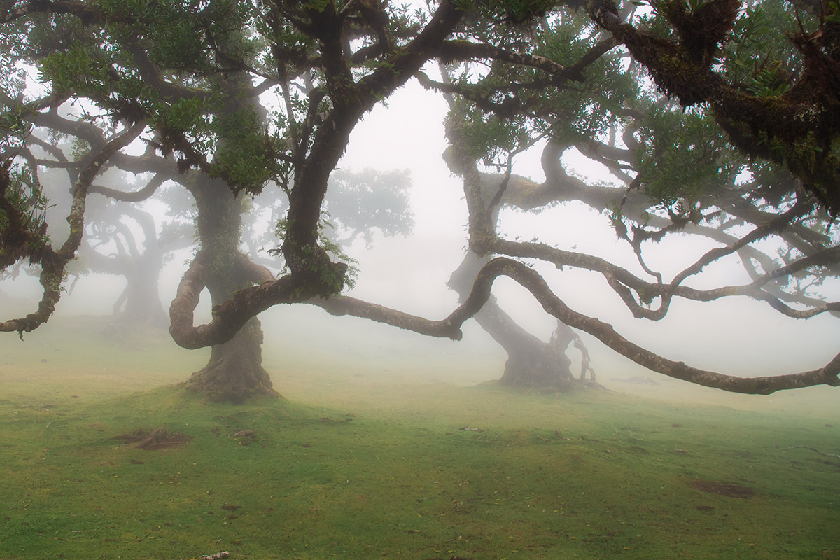 Fanal Forest, Madeira, Portugal
