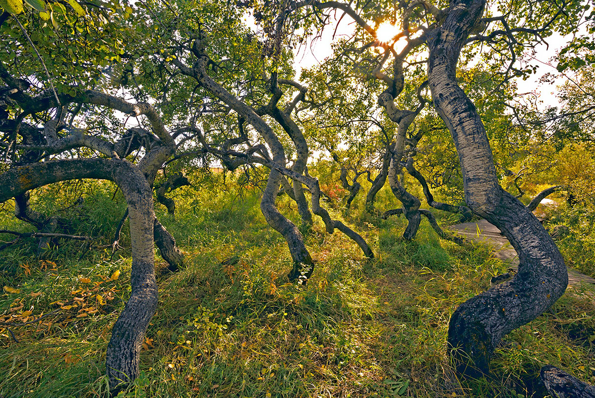 Crooked Bush, Saskatchewan