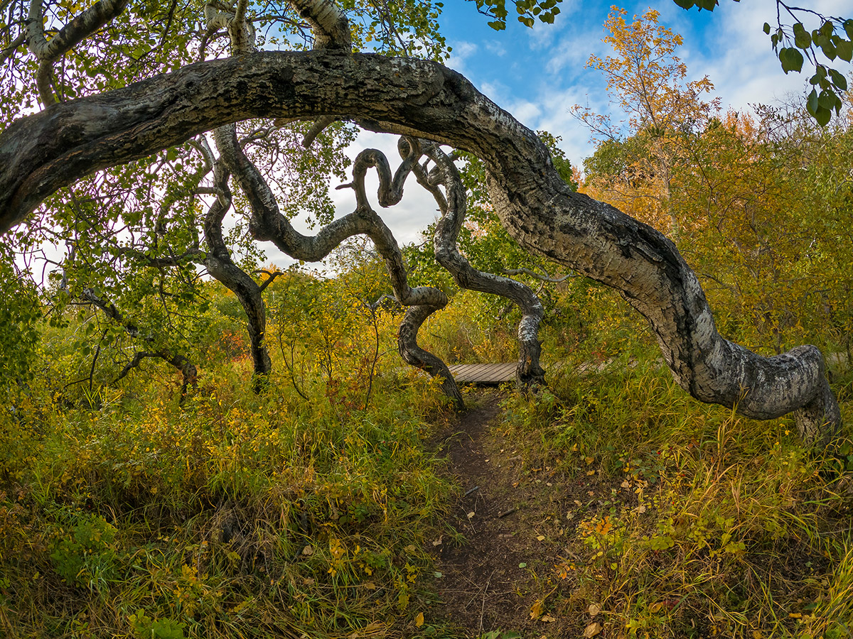 Crooked Bush, Thickwood Hills, Saskatchewan.