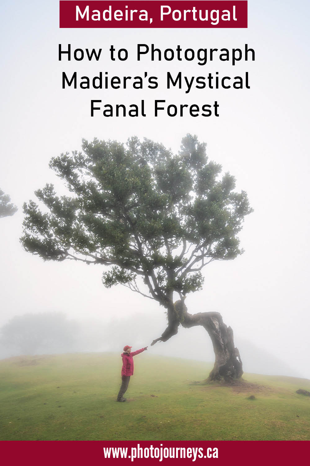 PIN for photographing the Fanal Forest in Madiera