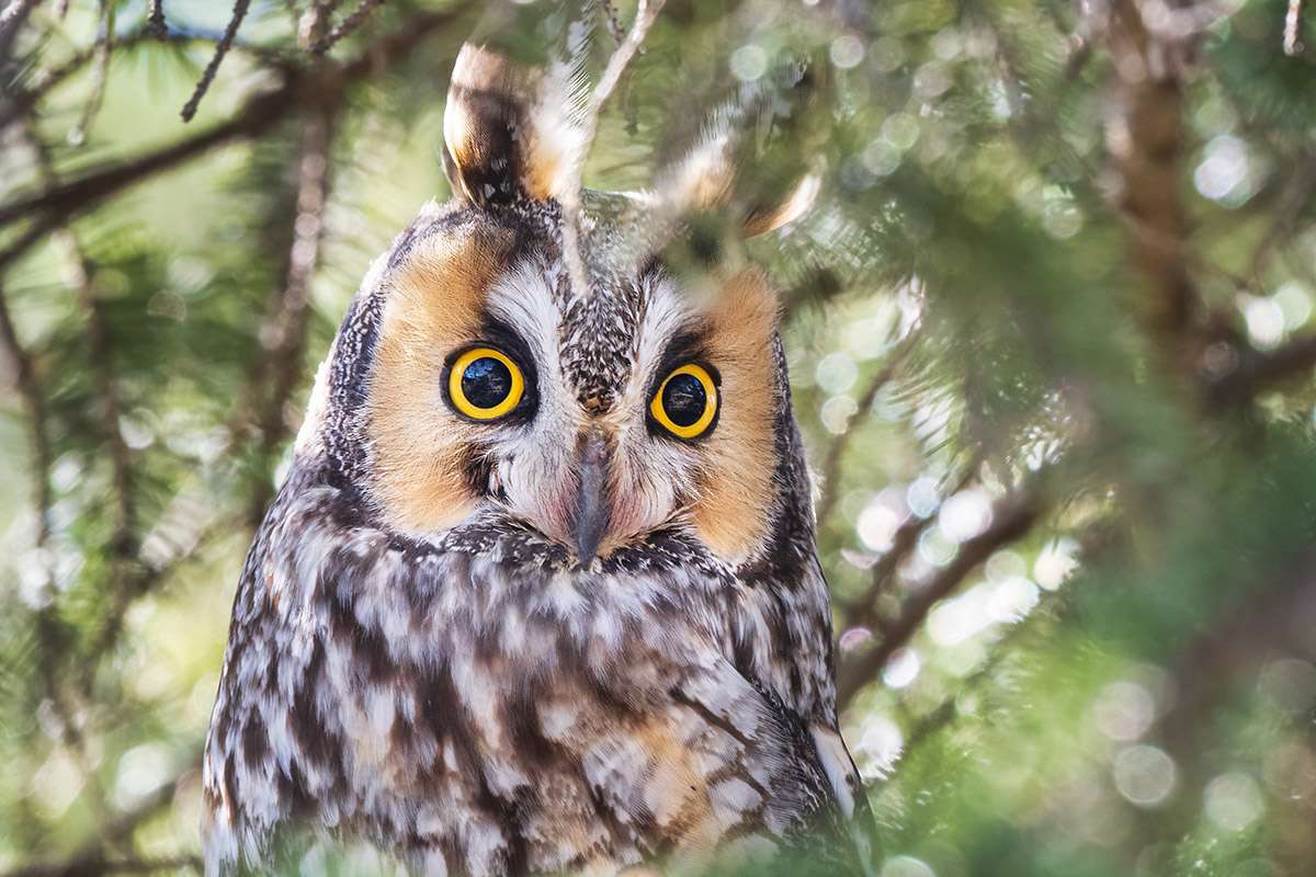 Long-eared owl, Saskatchewan