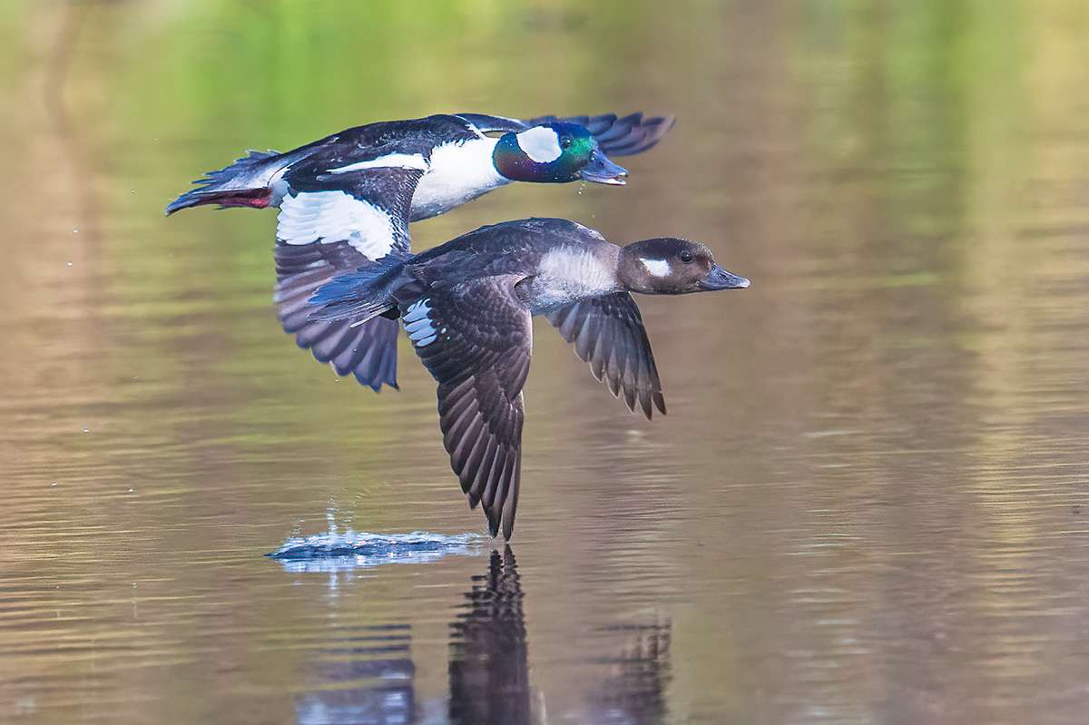 Bufflehead pair, Thickwood Hills, Saskatchewan