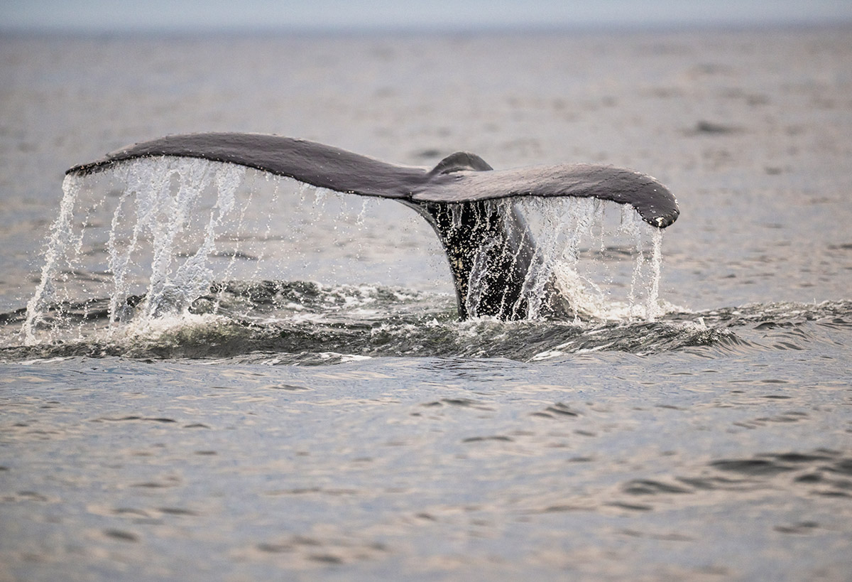 Diving humpback whale near Sept Isles, Quebec