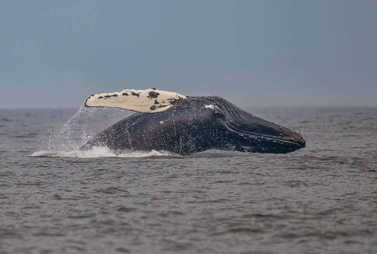 Humpback whale near Sept Isles, Quebec. 