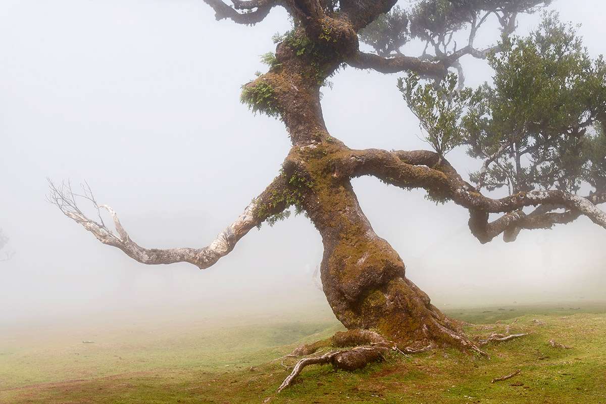 The “Witch”, Fanal Forest, Madeira.