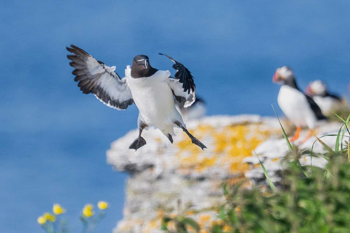 Razorbill, Quebec.