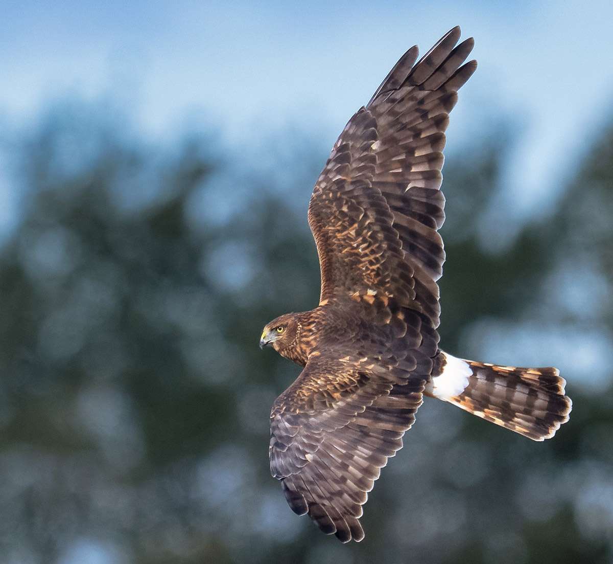 Northern Harrier hawk, Thickwood Hills, Saskatchewan.