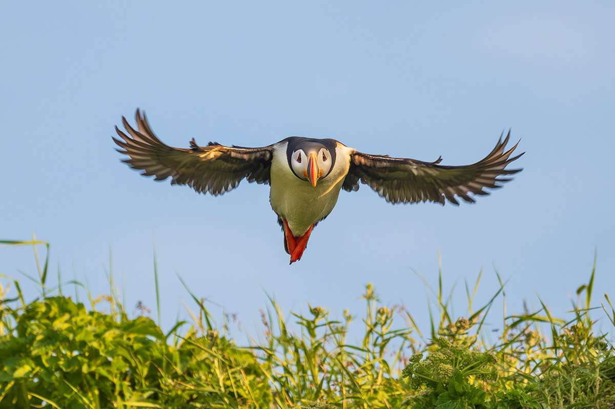 Puffin in flight, Île aux Perroquets, Quebec.