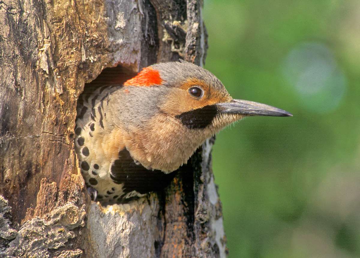 Northern flicker in nest hole, Saskatchewan