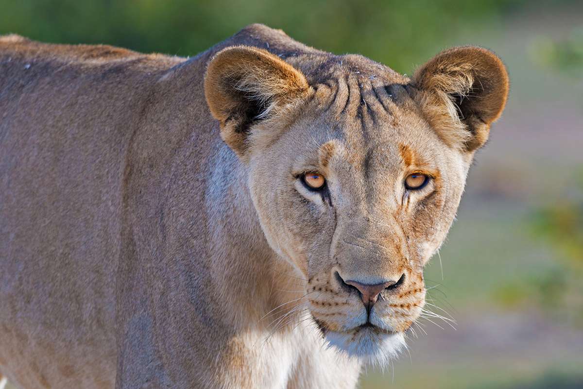 Lioness, Kruger National Park, South Africa. 