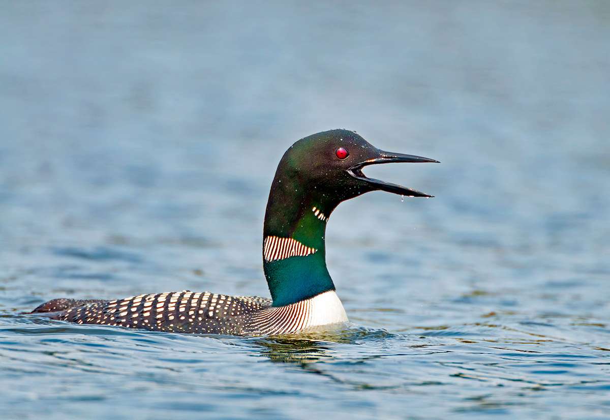 Common loon, Prince Albert National Park, Saskatchewan