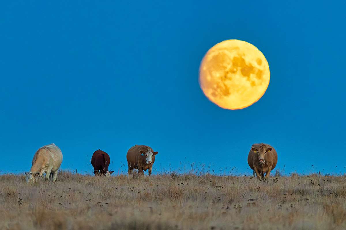 Full moon and cows in pasture, Saskatchewan.