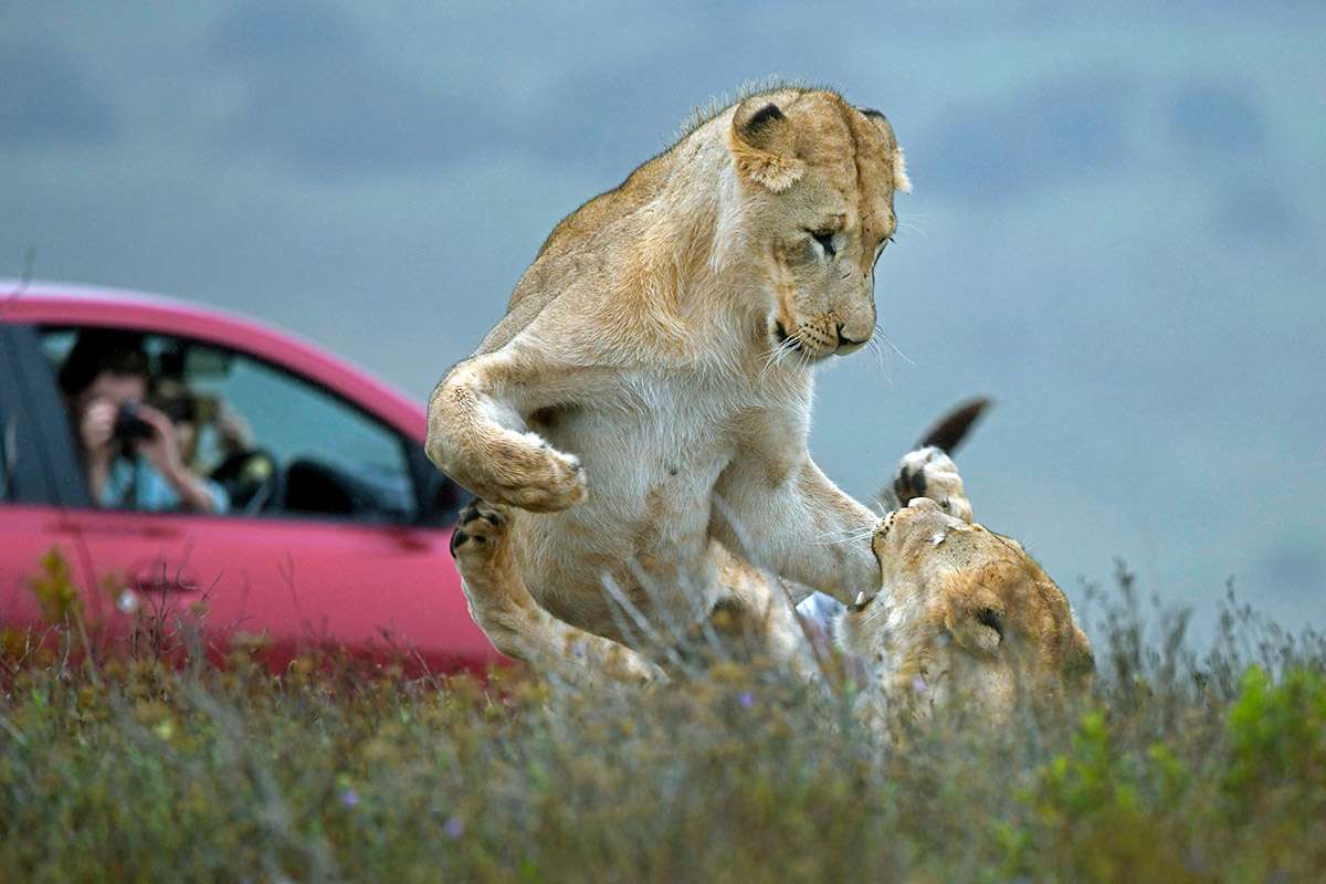 Lions in Addo Elephant National Park, South Africa. 
