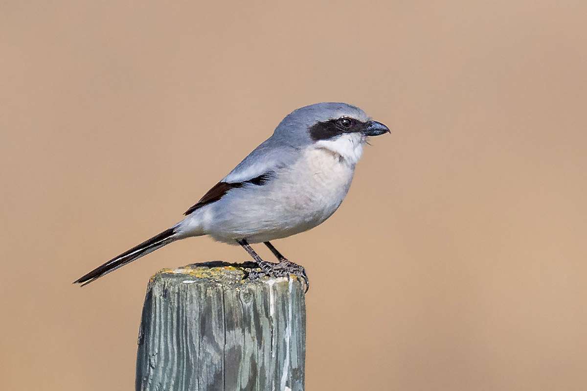 Loggerhead shrike, Saskatchewan.
