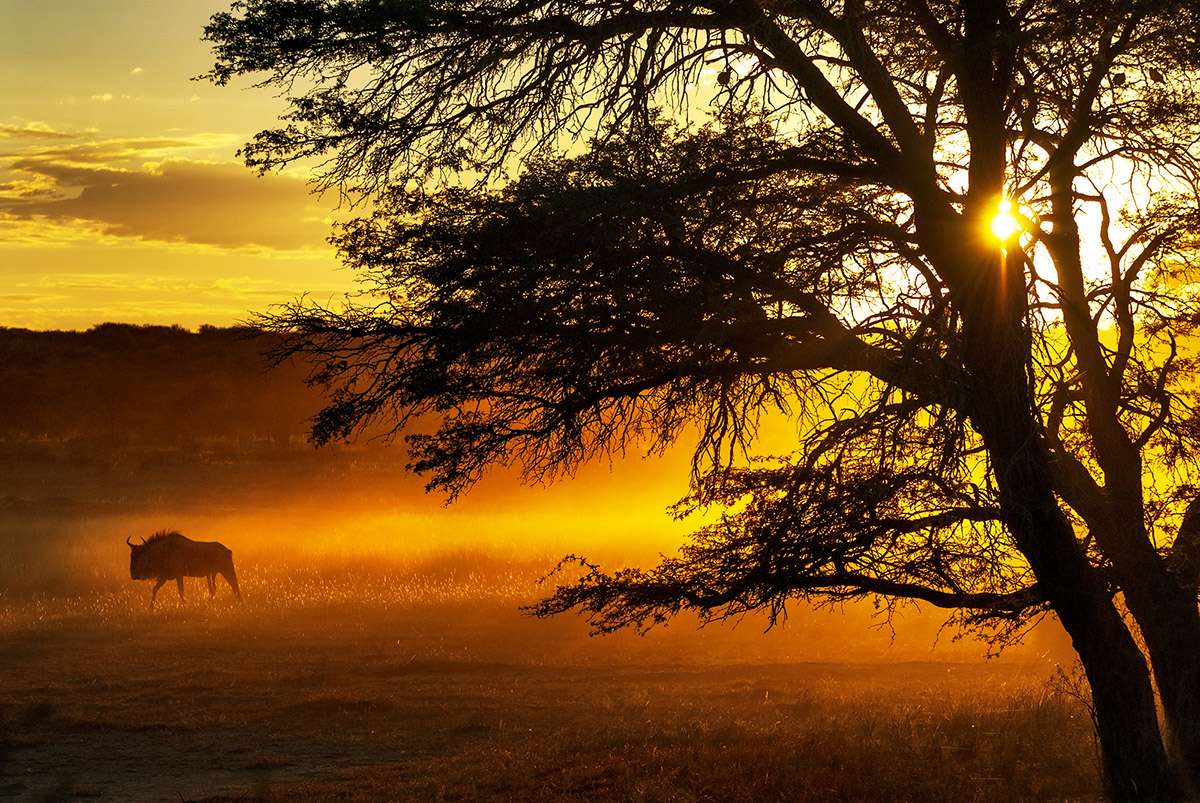 Wildebeest at dawn, Kgalagadi Transfrontier Park, South Africa. 