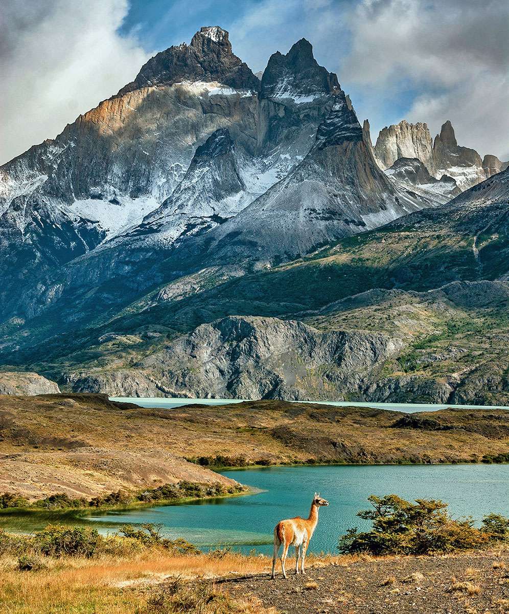 Guanaco in Torres del Paine National Park, Chile