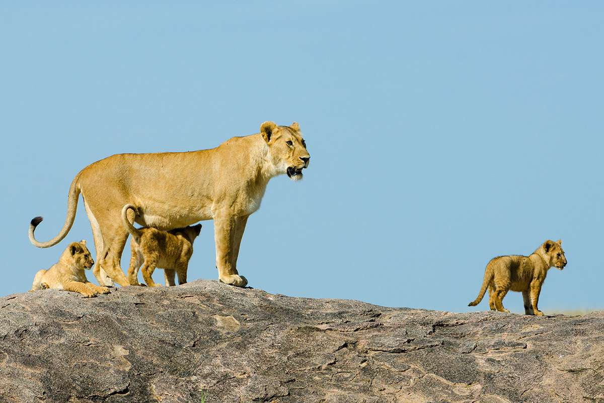 Lions in Serengeti National Park, Tanzania.