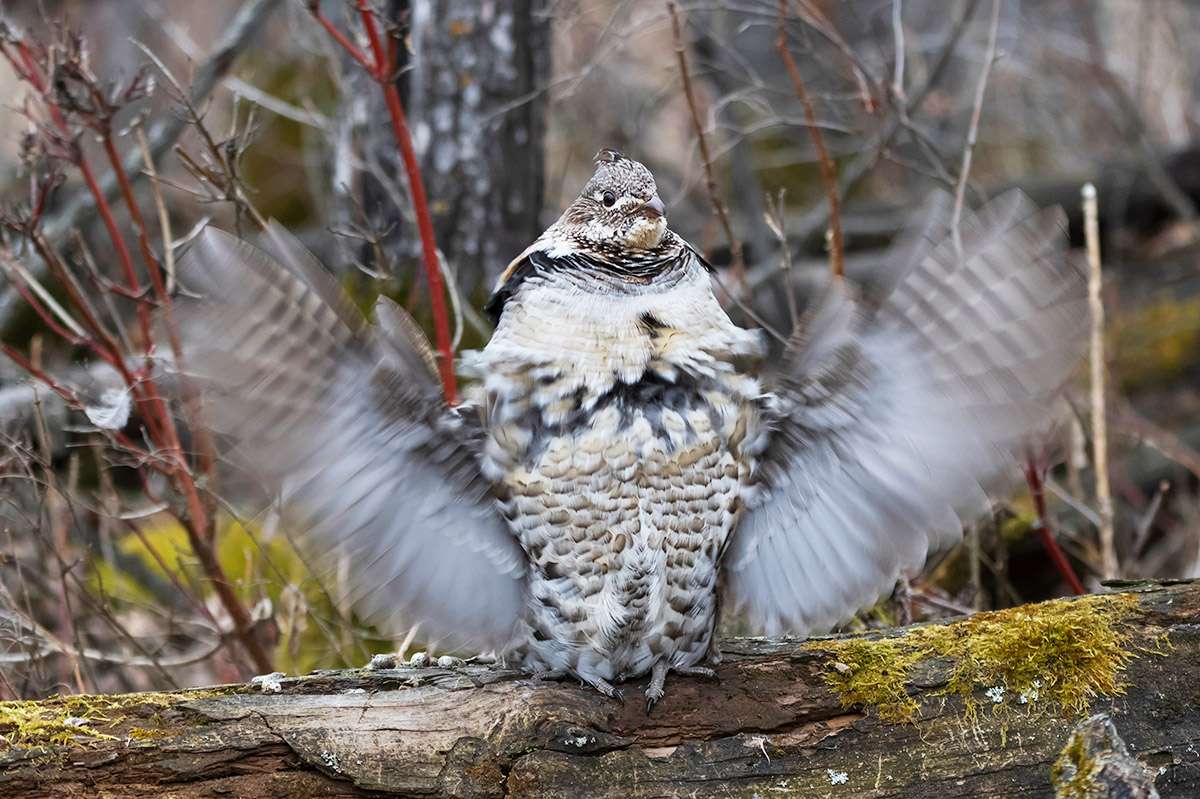 Ruffed grouse, Thickwood Hills, Saskatchewan