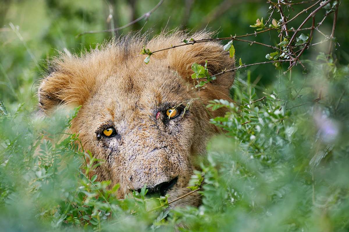 Lion, Kruger National Park, South Africa.