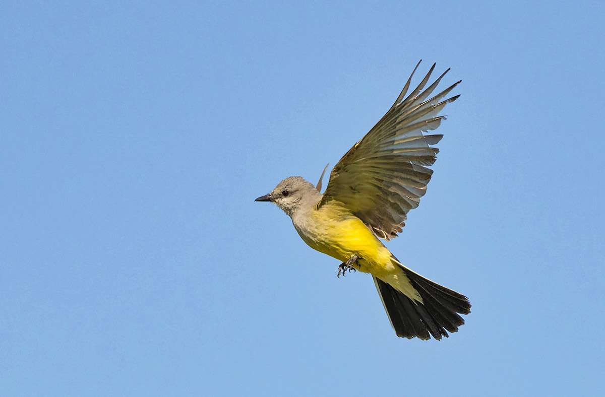 Western kingbird, Saskatchewan