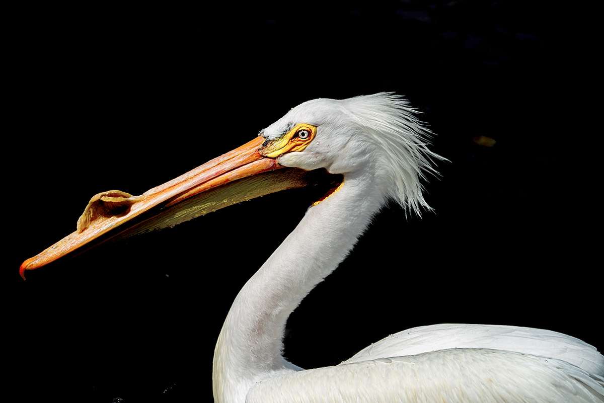 American White Pelican, Saskatchewan.