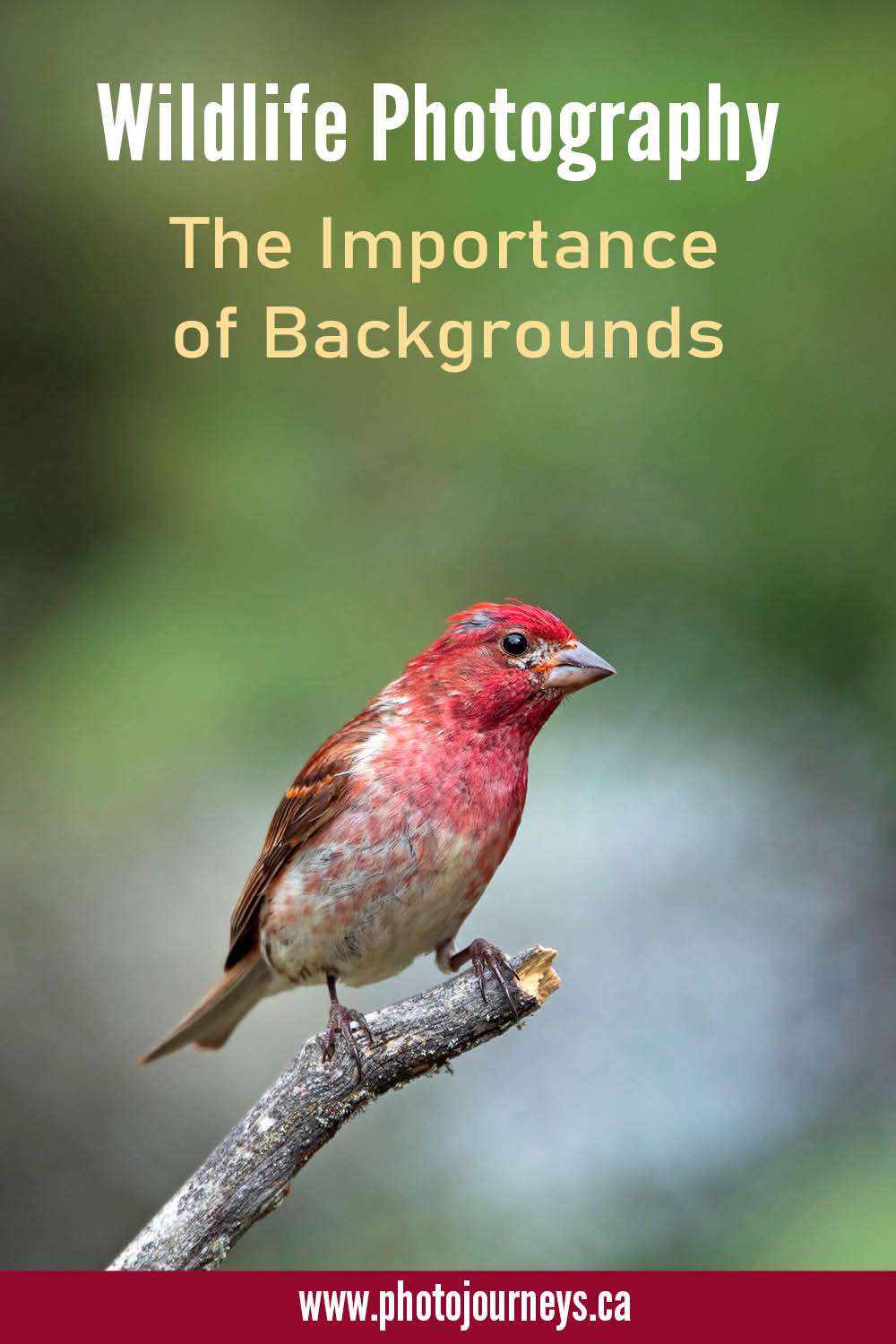PIN for article on using backgrounds in wildlife photography