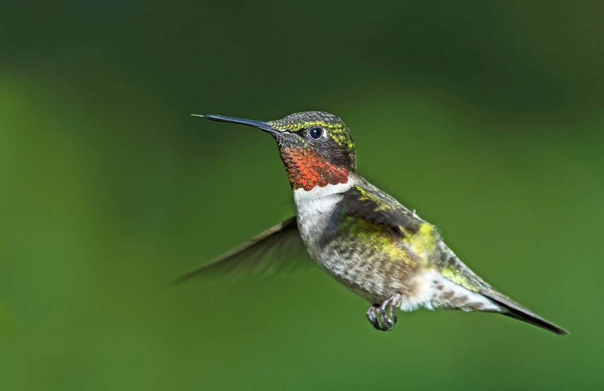 Ruby-throated hummingbird, Thickwood Hills, Saskatchewan