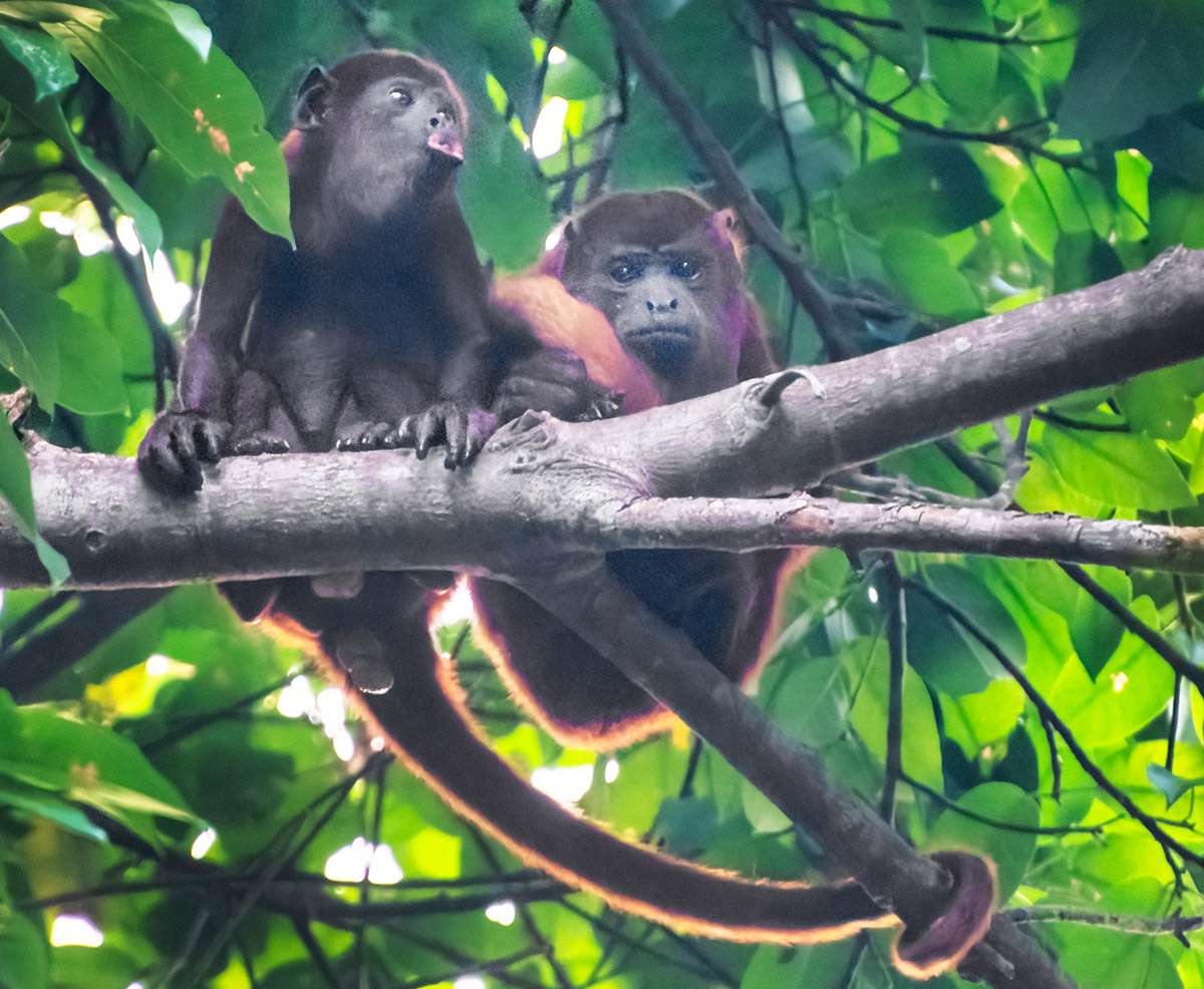 Howler monkey.