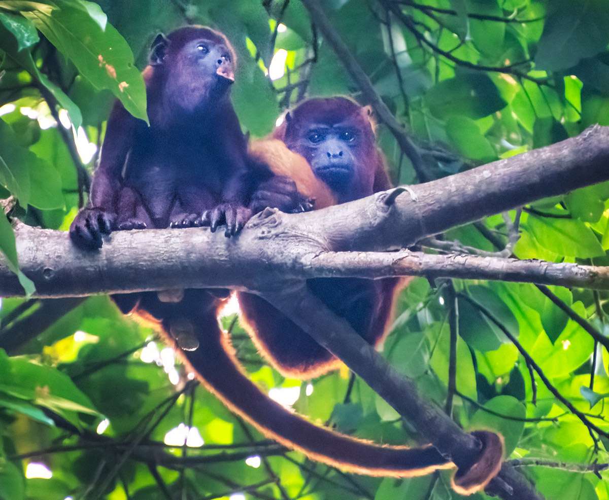 Howler monkeys near Cartagena.