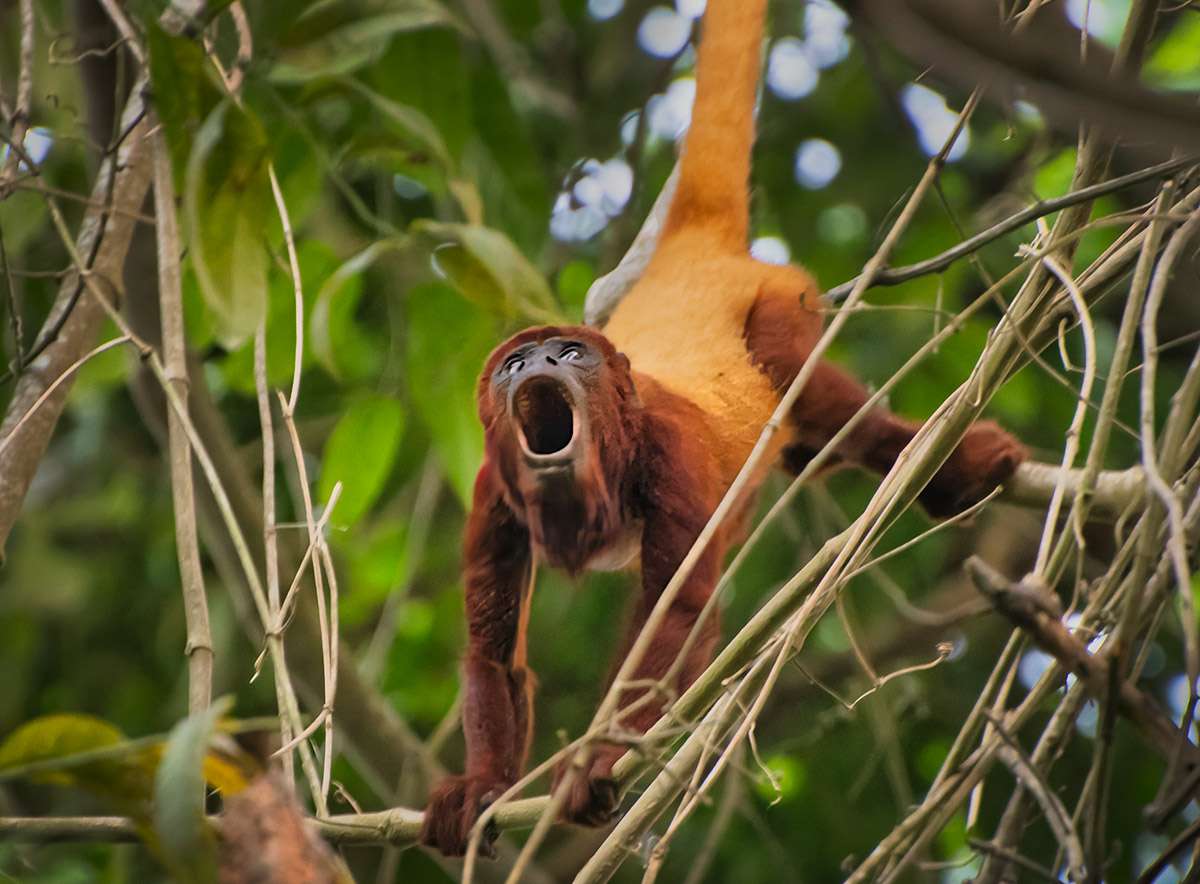 Howler monkey.