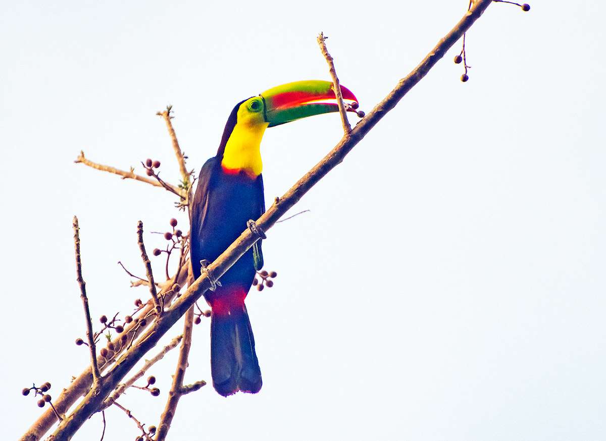 Keel-billed toucan, Cartagena.