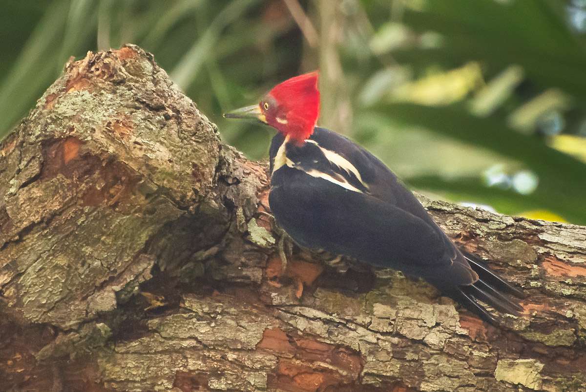 Crimson-crested woodpecker, Cartagena.